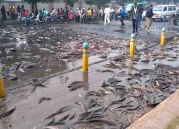 हजारों मछलियां सड़क पर