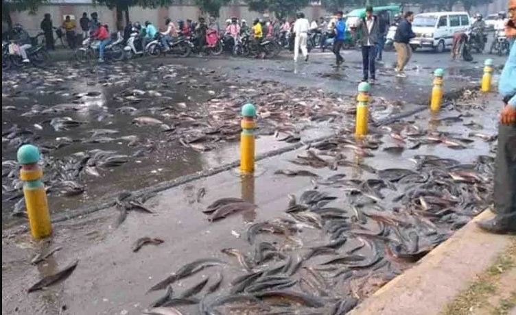 हजारों मछलियां सड़क पर