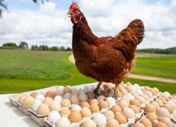 चिकन व अंडे सुरक्षित