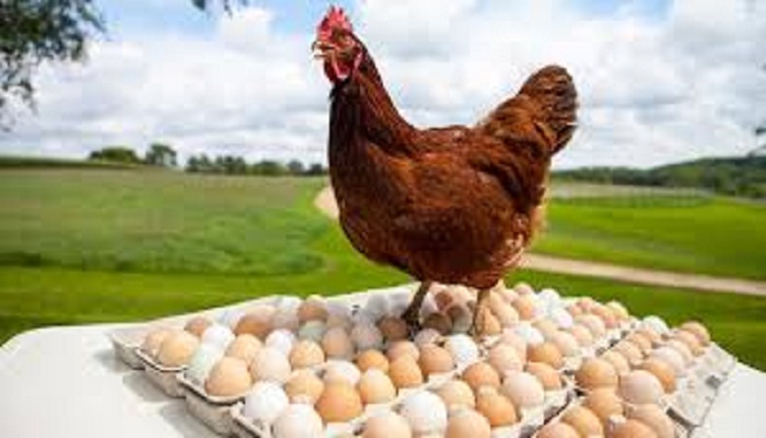 चिकन व अंडे सुरक्षित