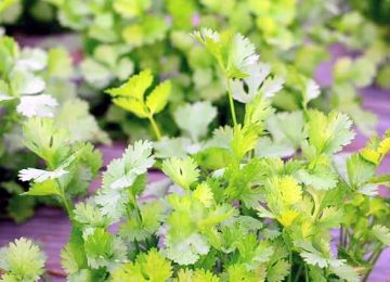 green coriander taste and food decoration