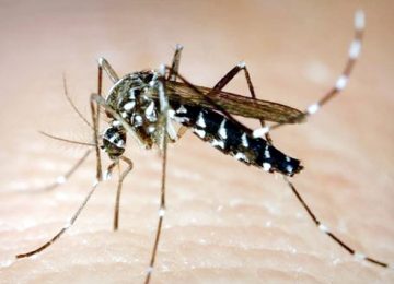 Non-carelessness due to mosquito bites
