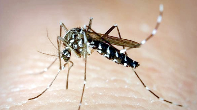 Non-carelessness due to mosquito bites