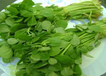 Fenugreek greens