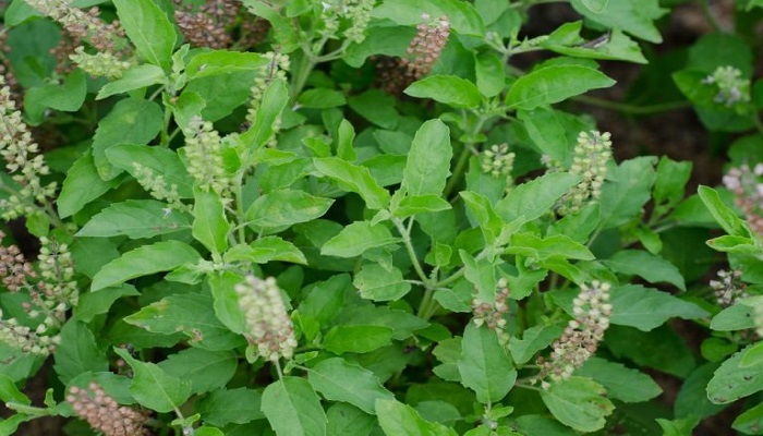 Tulsi plant