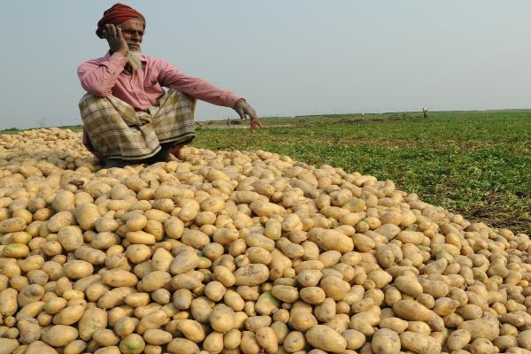 aloo prices is down