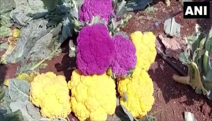 cauliflowers