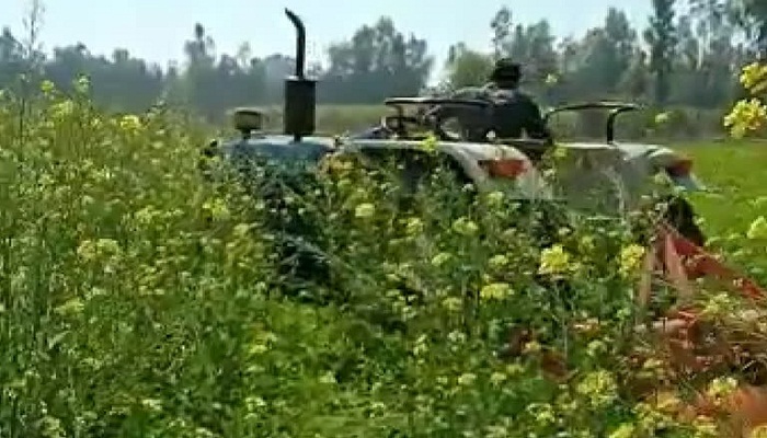 farmer destroyed 8 bigha mustard