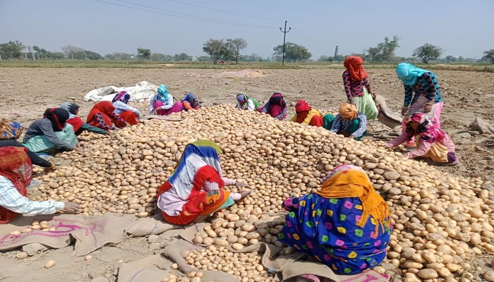 potato farmers