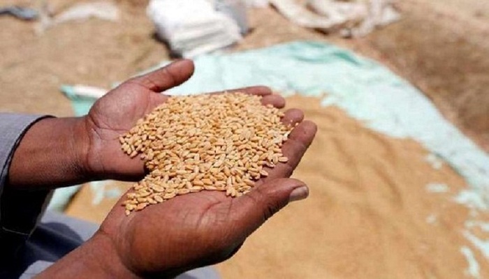 Wheat procurement