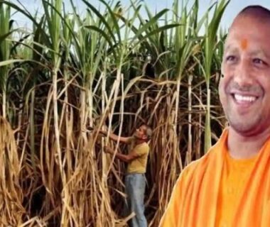 sugarcane