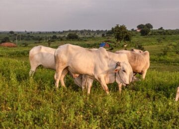 Farmers