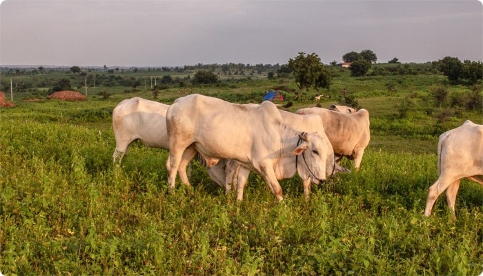 Farmers