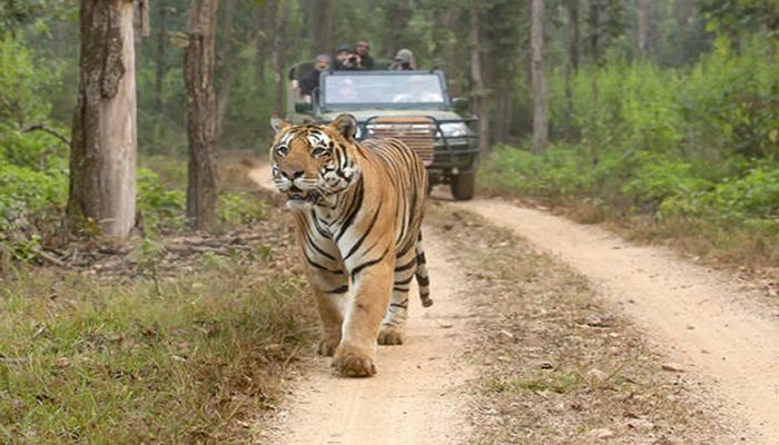 jungle safari