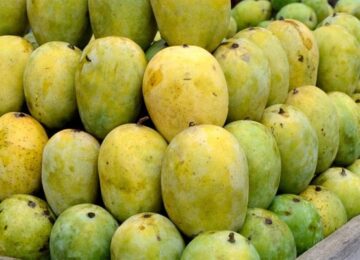 Mangoes