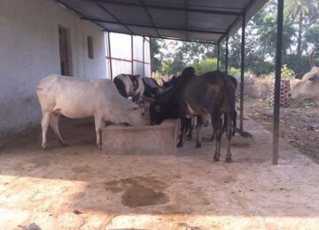 Cow Shelters
