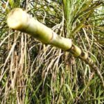 Sugarcane