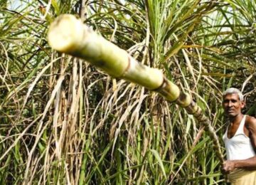 Sugarcane