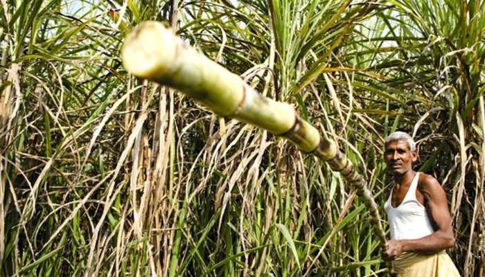 Sugarcane