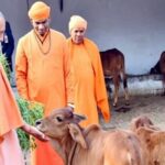 Cow