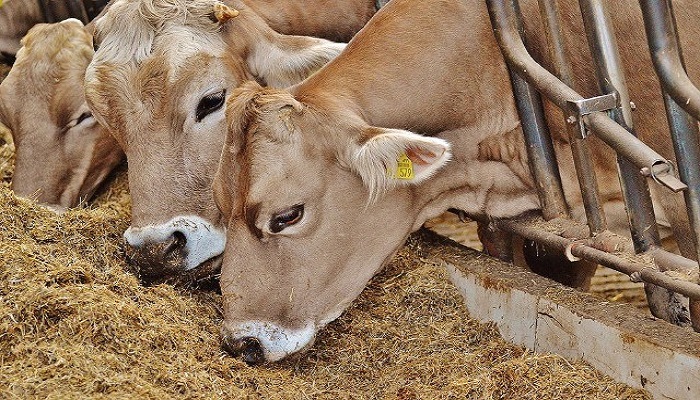 Animal Feed Industry