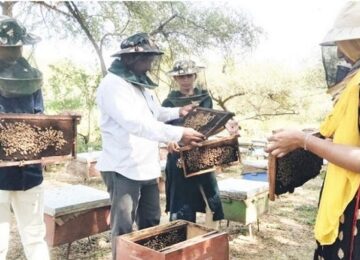 beekeeping