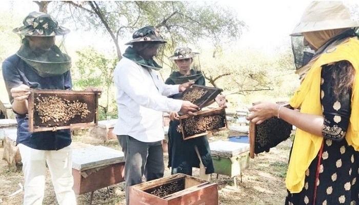 beekeeping