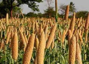 Millets