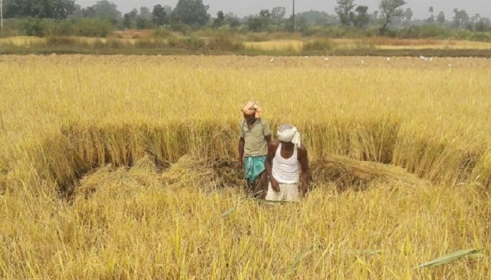 Crop Cutting