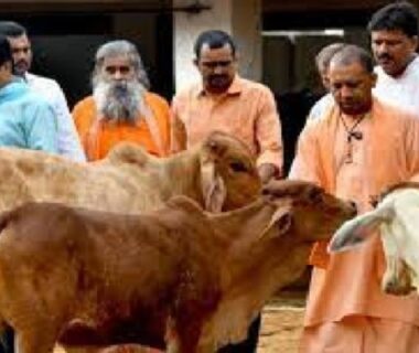 Cow