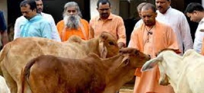 Cow