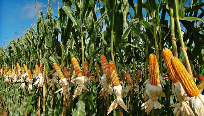 Maize