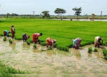 Farmers