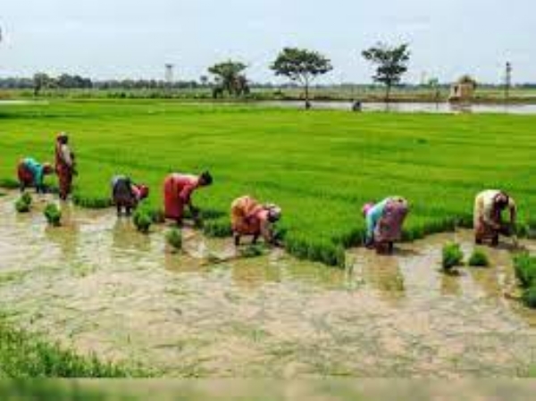 Farmers