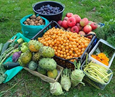 Fruits-Vegetables