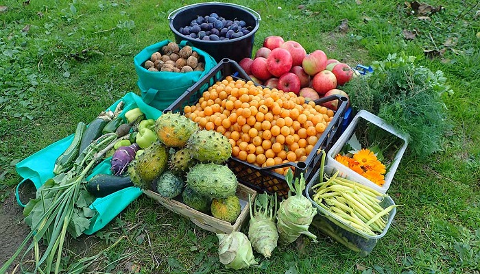 Fruits-Vegetables