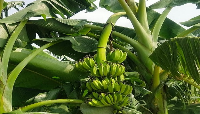Ramchaura's banana