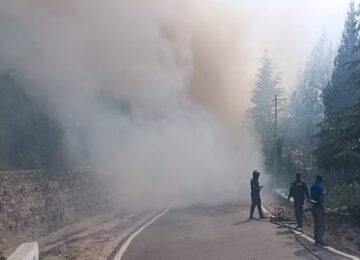 Forest Fire