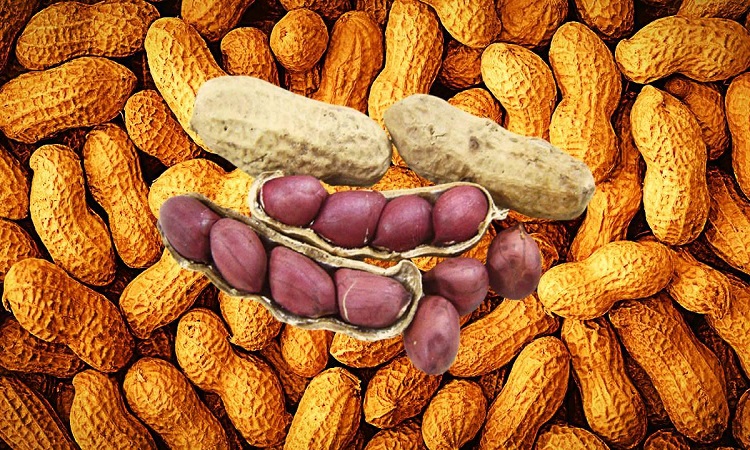 Peanut