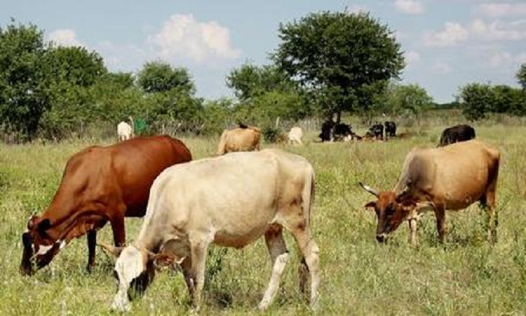 pasture land