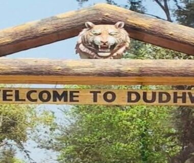 Dudhwa festival