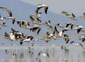 International Bird Festival