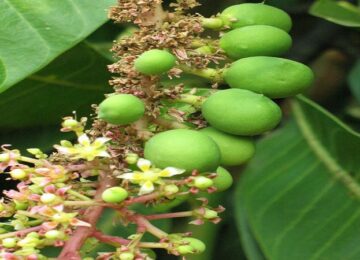Mango Blossoms