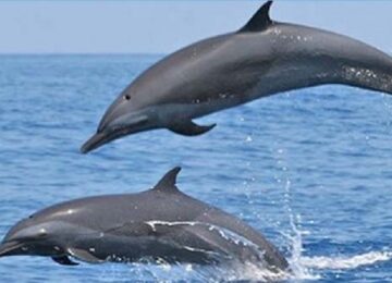 Dolphins