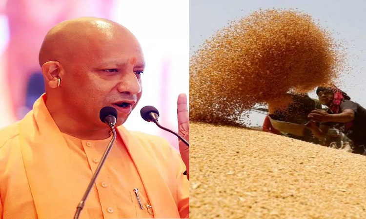 Yogi's instructions- wheat should not be kept in the open