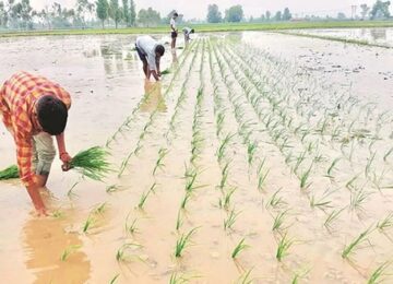 Sow paddy like wheat, cost will be reduced