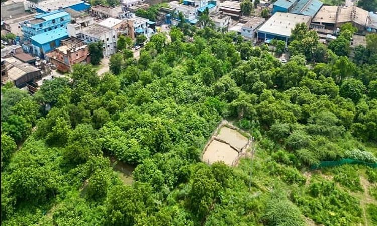 Plantation