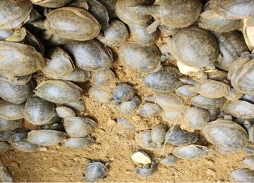Turtles