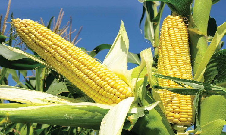 corn