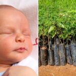 Sapling